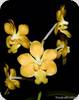 Vanda denisoniana Yellow Orange